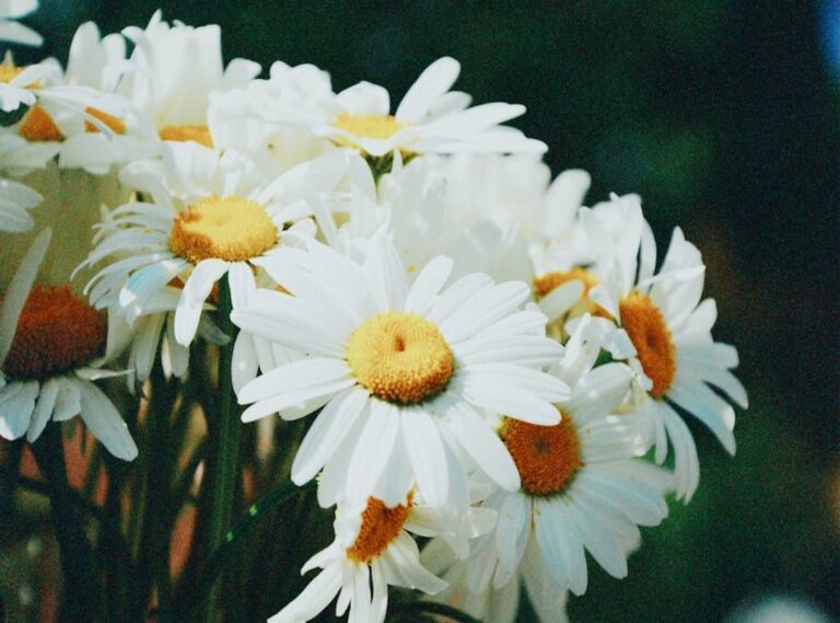 daisy blooms sextape