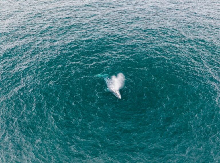 el megalodon tiburones comiendo niños