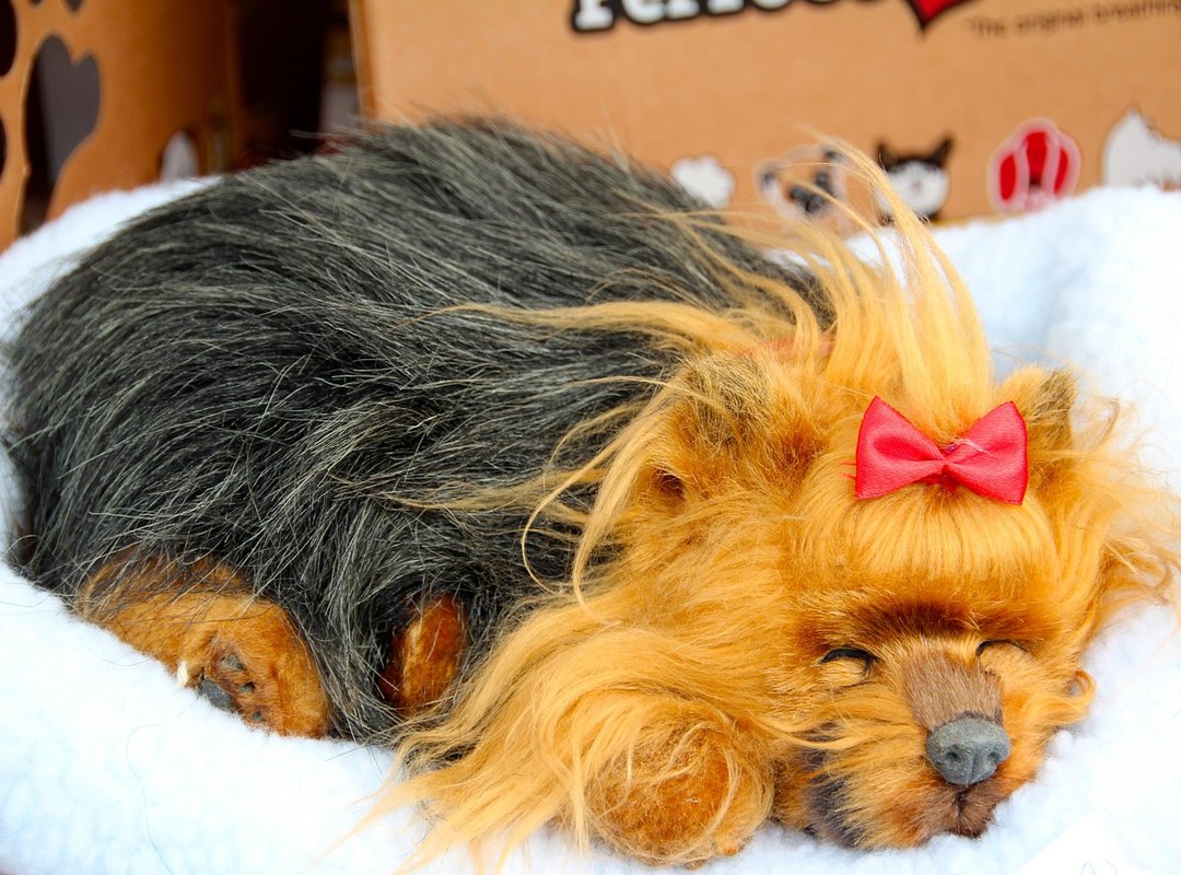 Souvenirs From the Country of Hausizius